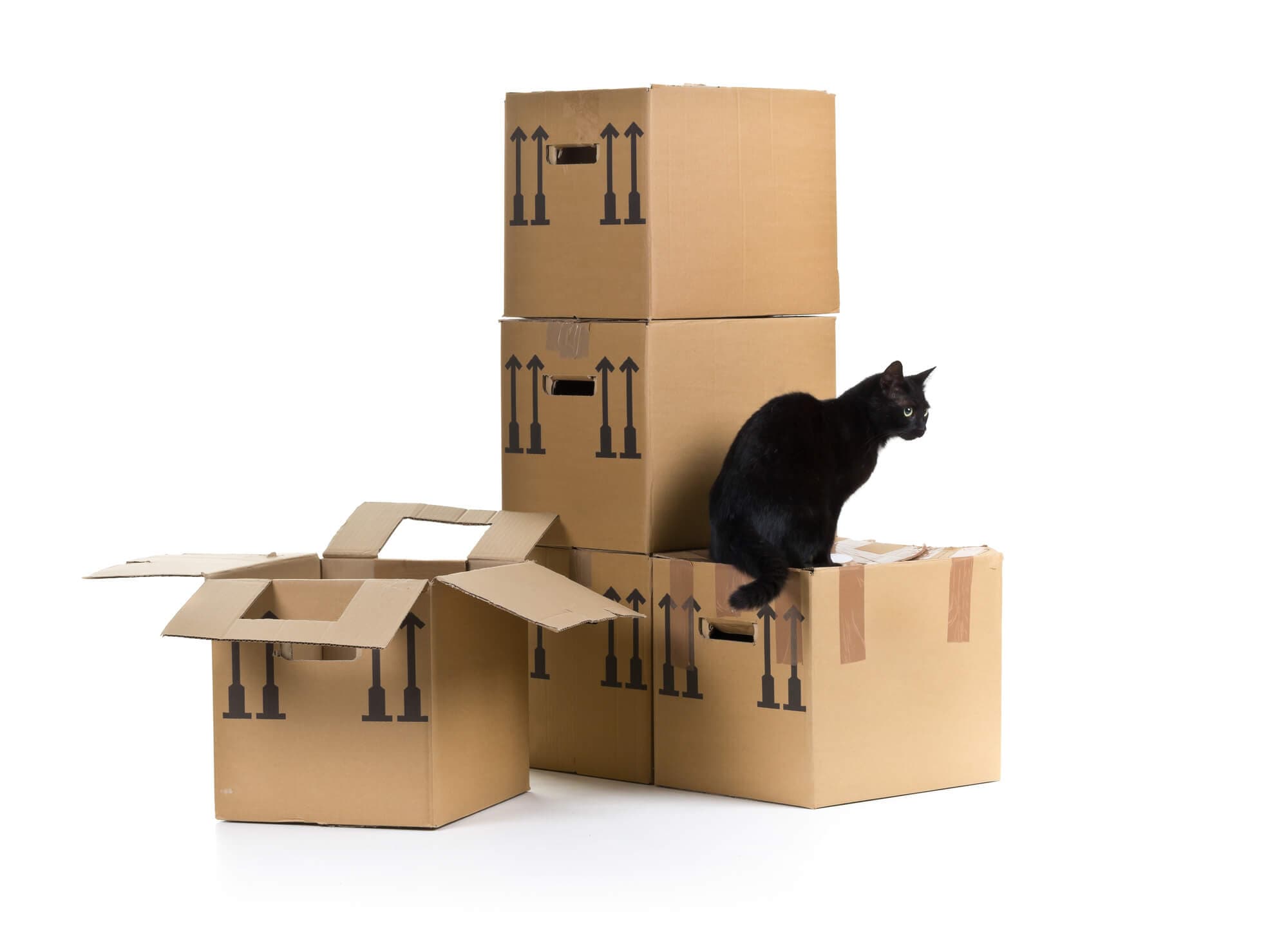 Black cat sitting on boxes