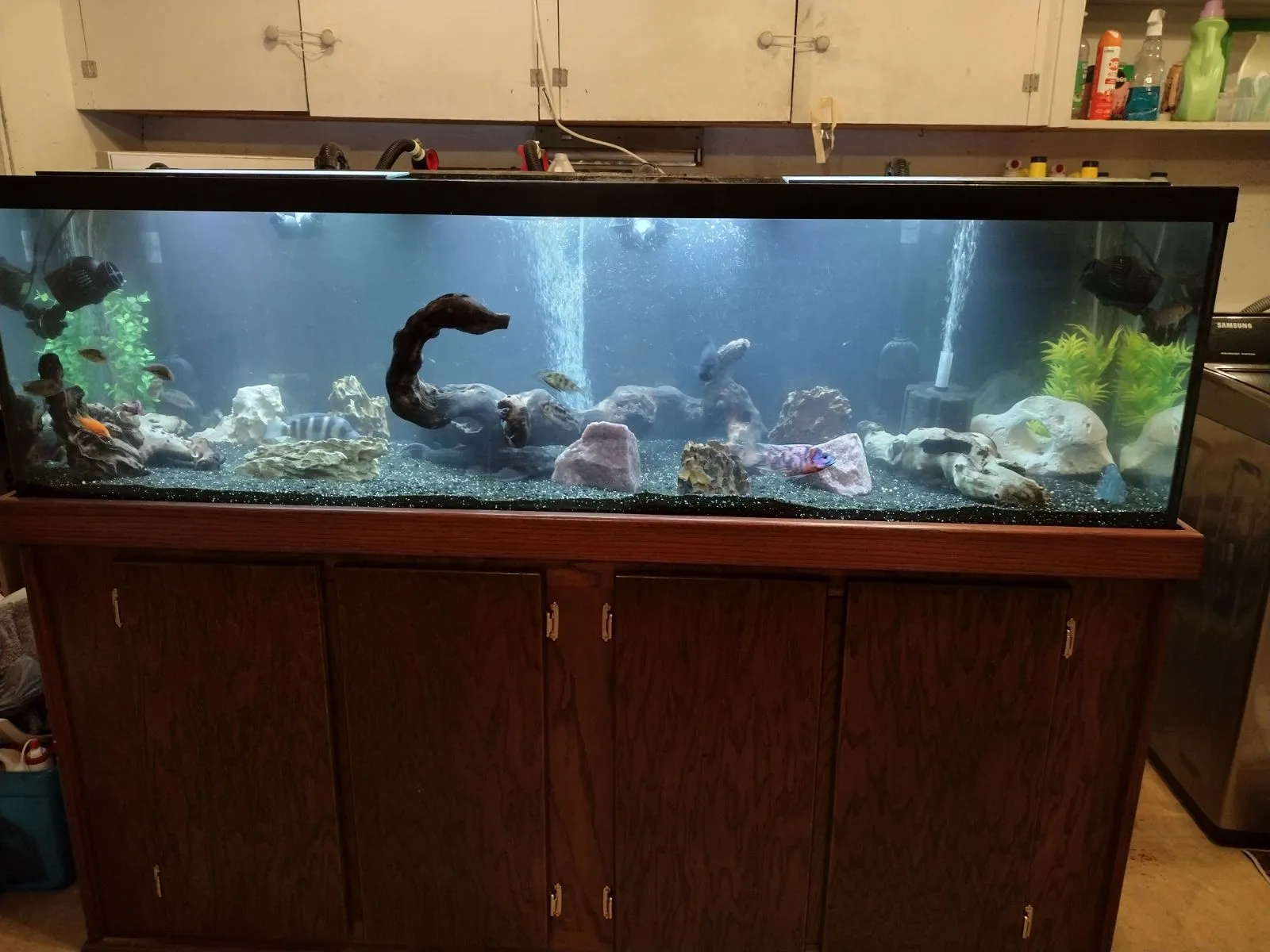 A large stocked freshwater aquarium prepped for relocation by Muscleman Elite