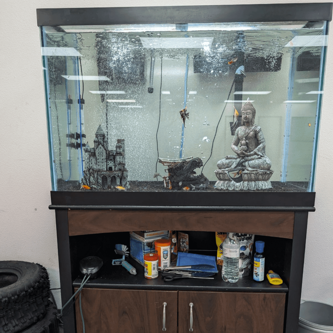Aquarium moving crew handling a large display tank